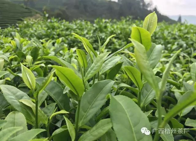 微信圖片_20190618115504_副本.jpg 微信圖片_20190618115504_副本.jpg